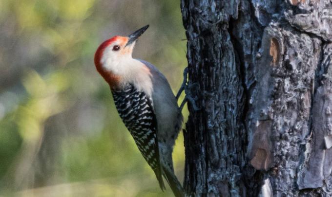 Birding in Gulf State Park