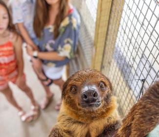 Alabama Gulf Coast Zoo Sloth Encounter
