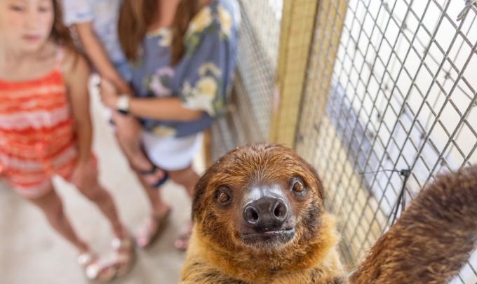 Alabama Gulf Coast Zoo Sloth Encounter