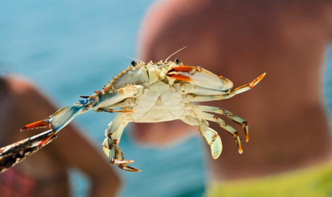 Crabbing in Gulf Shores & Orange Beach