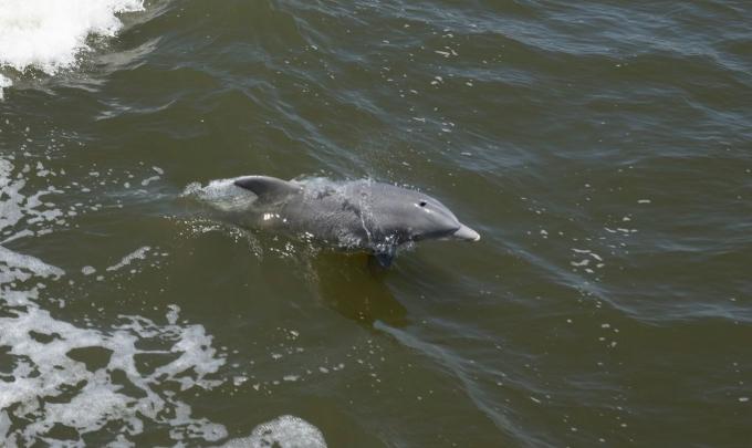 Sunny Lady May Dolphin Cruise