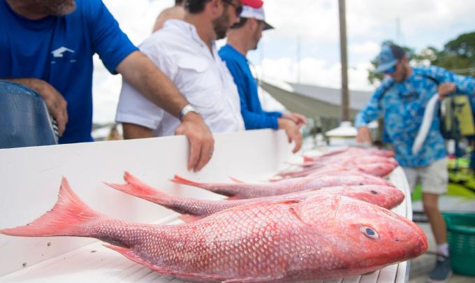 Red Snapper Fishing Orange Beach