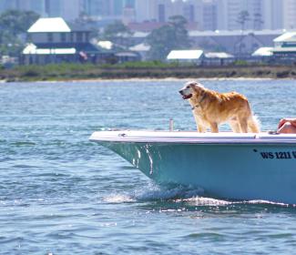 dog on a boat in orange beach al 