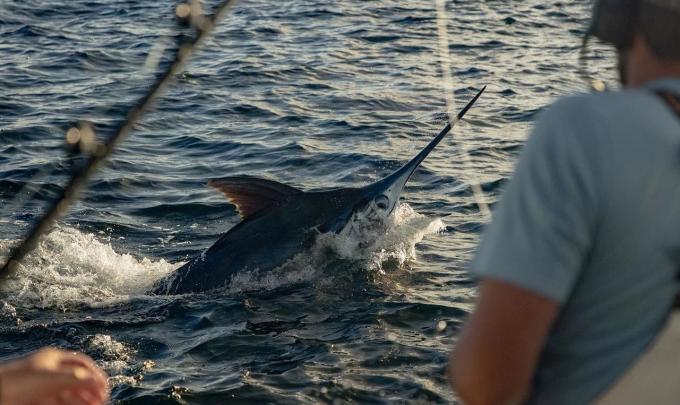 Marlin Fishing Orange Beach