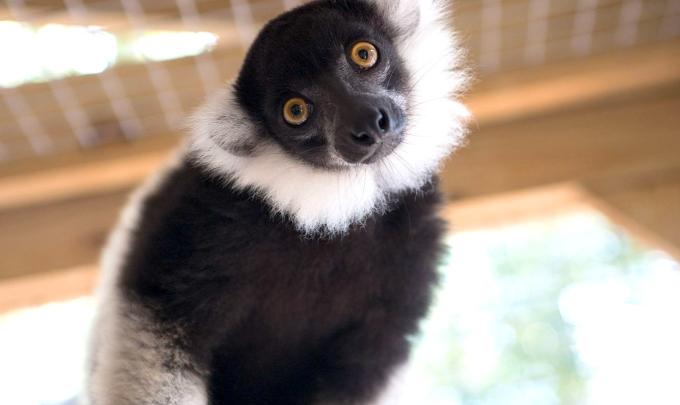 Alabama Gulf Coast Zoo Lemur Encounter