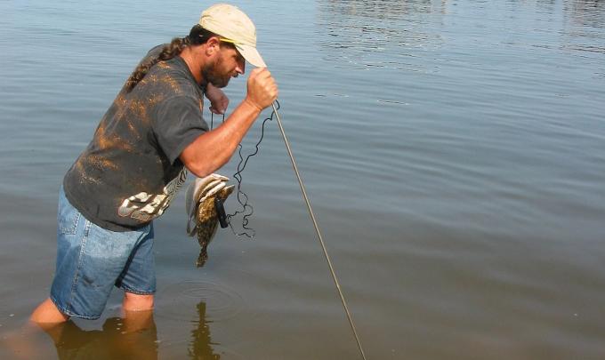 Jubilee Fishing Phenomenon Mobile Bay