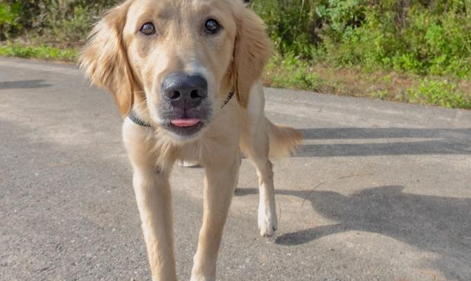 Golden Retriever Walking in Gulf State Park