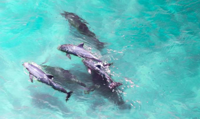 Dolphins in the Gulf of Mexico