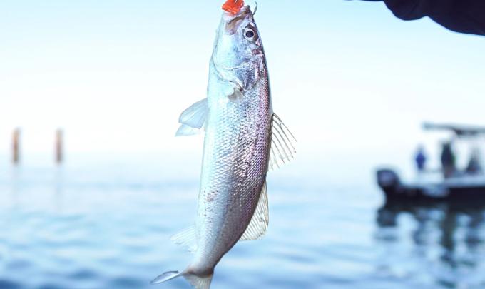 White Trout caught in the Gulf of Mexico