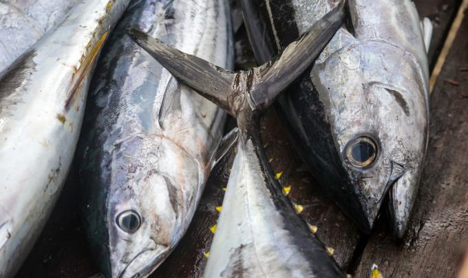 Yellowfin Tuna caught on boat