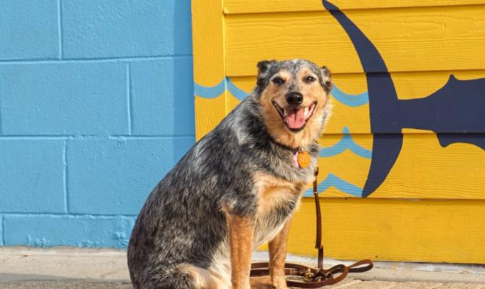 Dog posing in front of the mural at The Wharf, dog-friendly attraction in Orange Beach