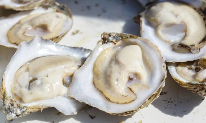 Fresh Gulf oysters at Fort Morgan Oyster Fest 