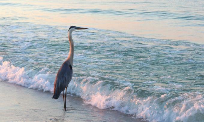 Blue heron standing on the shore at sunrise, birding in Gulf Shores