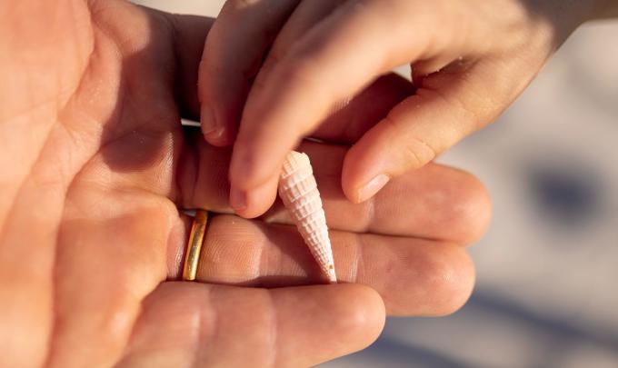 Child's hand giving dad's hand an auger seashell in Gulf Shores and Orange Beach