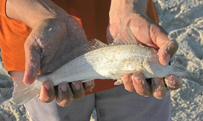 Hands holding a whiting caught surf fishing in Orange Beach