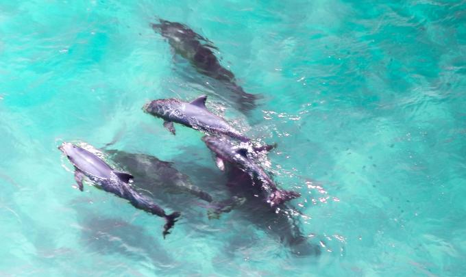 Aerial view of dolphins swimming together in clear blue water in Orange Beach
