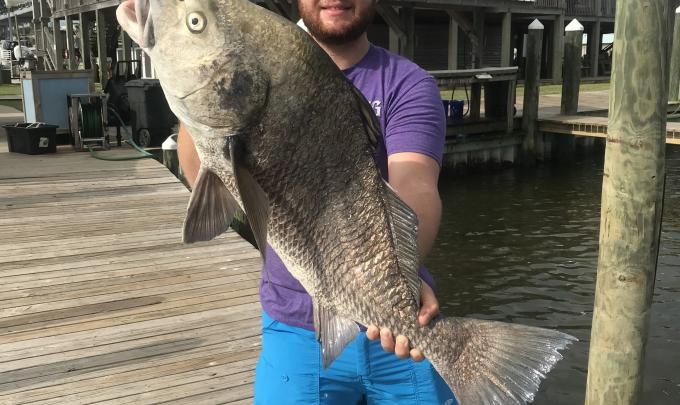black drum