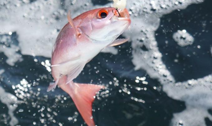 Vermillion snapper being reeled in while offshore fishing in the Gulf