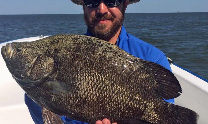 angler holding a tripletail caught while fishing in Orange Beach