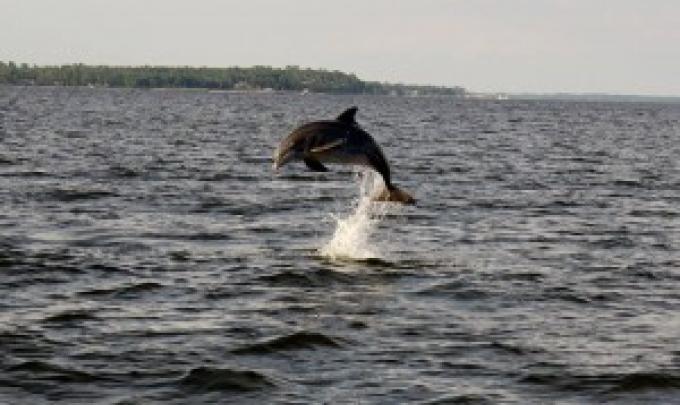 Dolphin Cruise Orange Beach Al