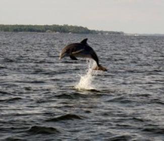 Dolphin Cruise Orange Beach Al