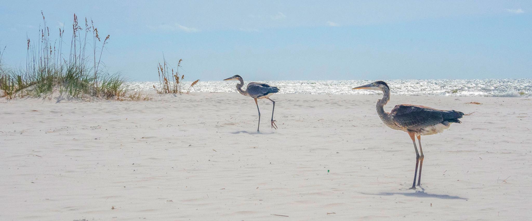 Alabama Gulf Coast Wildlife