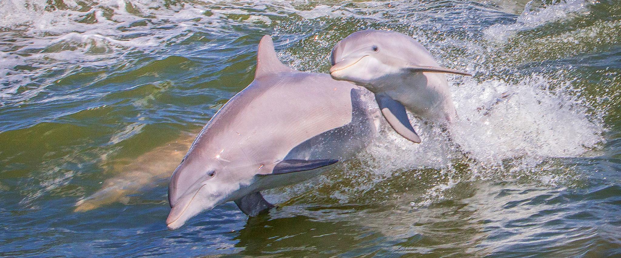 Dolphin Cruises in Orange Beach AL