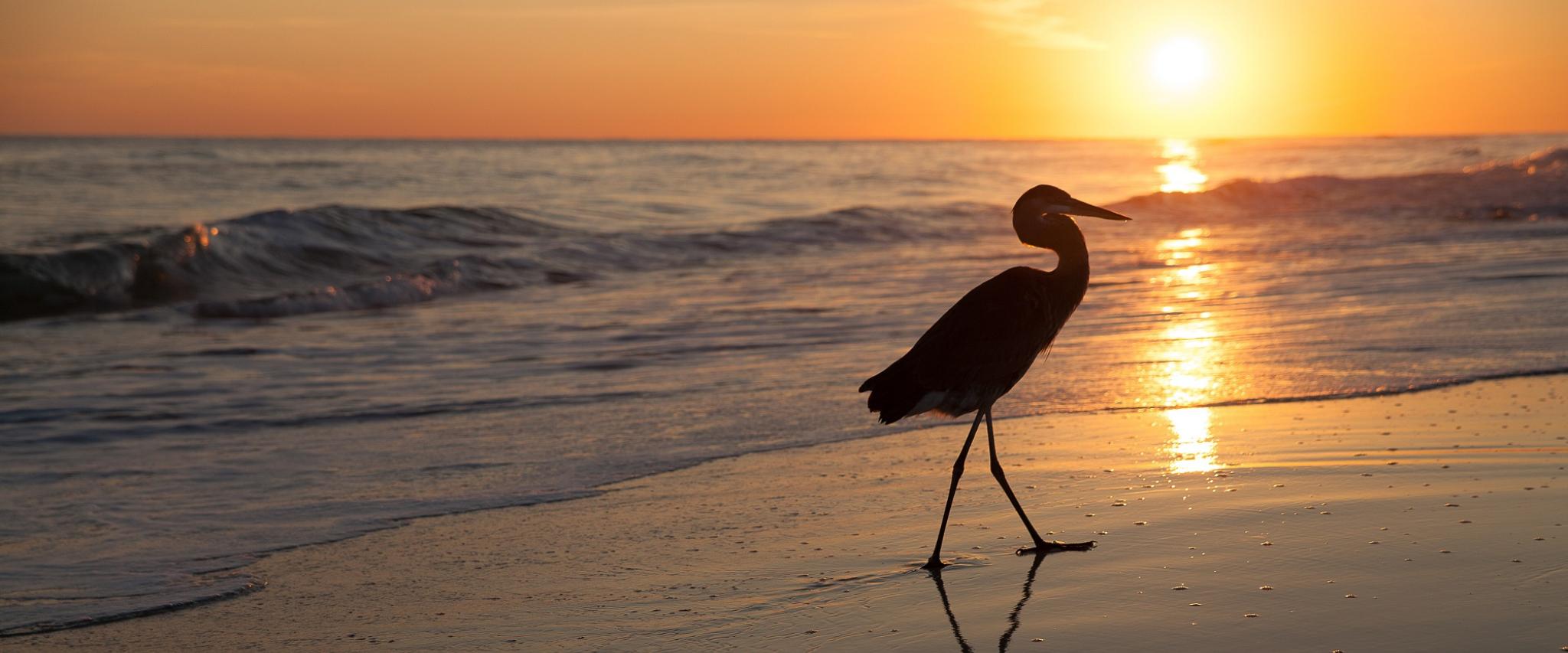 heron walking the beach at sunset in Orange Beach al