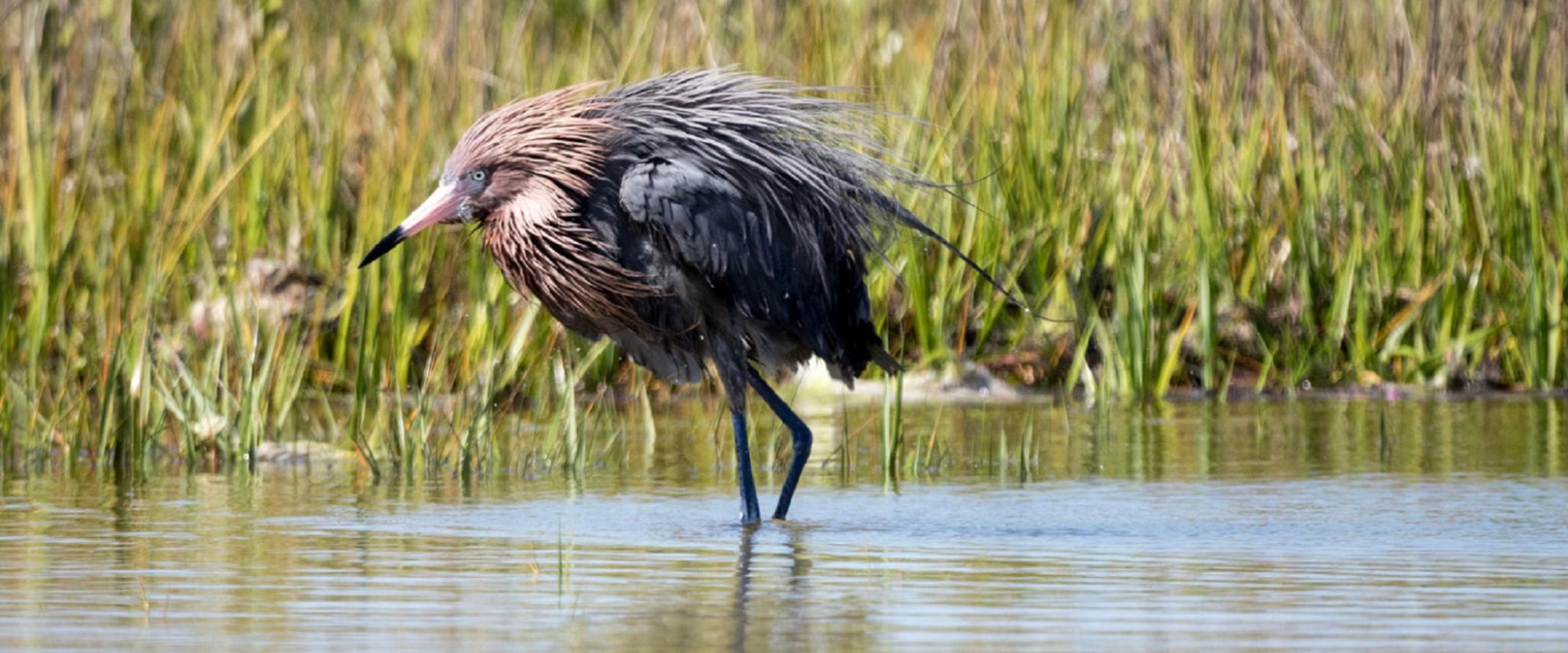 reddish egret Gulf Shores AL