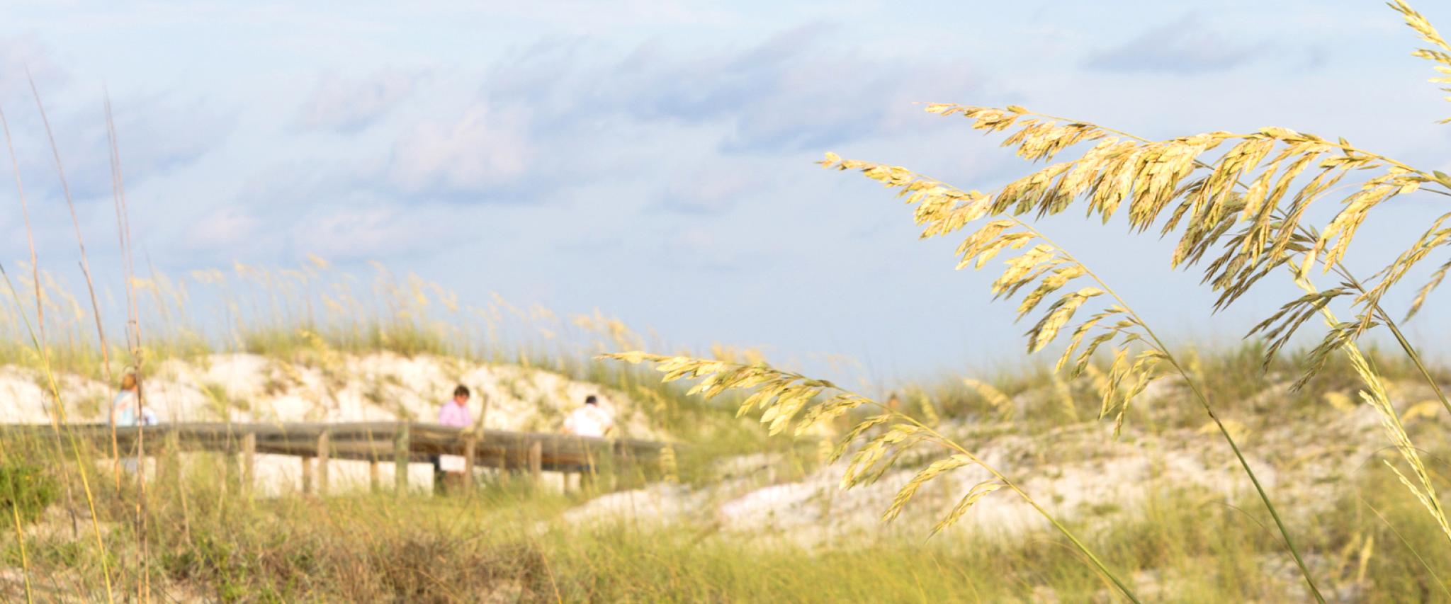 Sea Oats along Alabama Gulf Coast