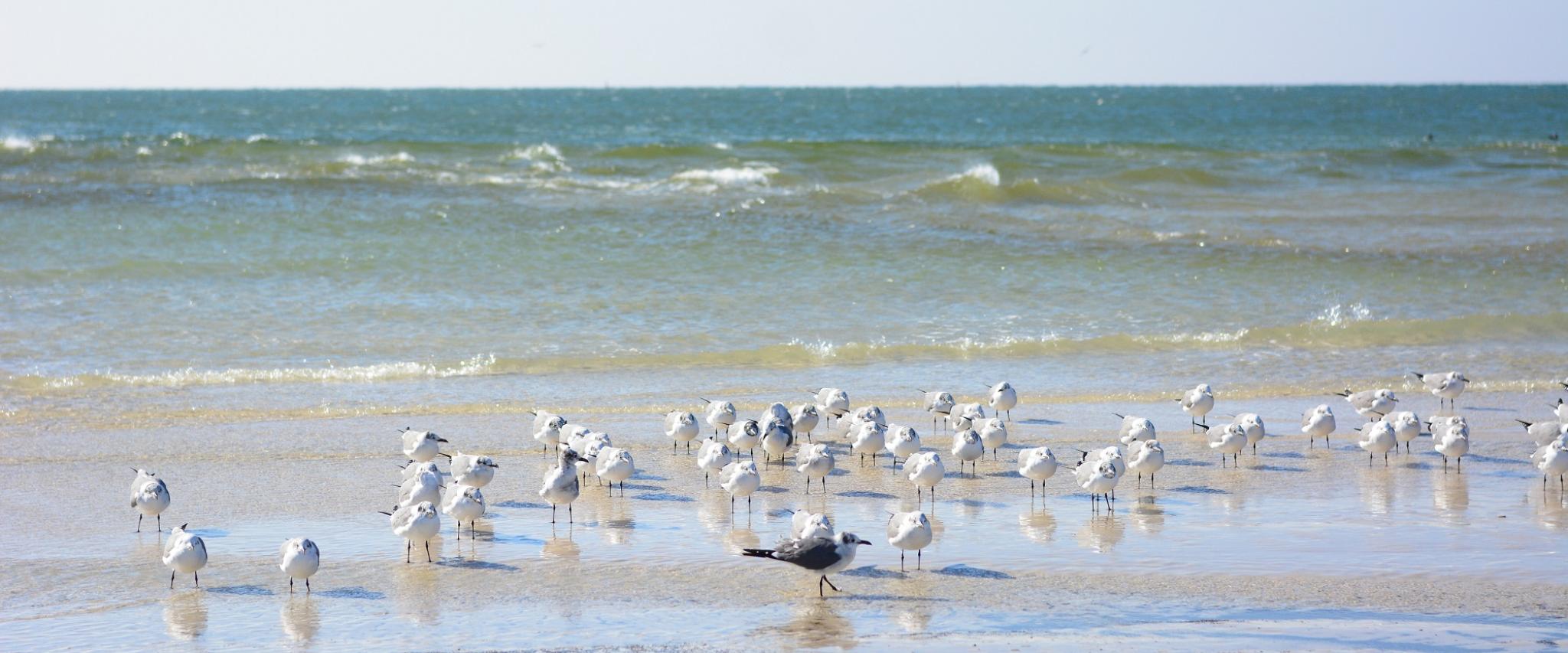 sandpipers on the Gulf Shores al beaches