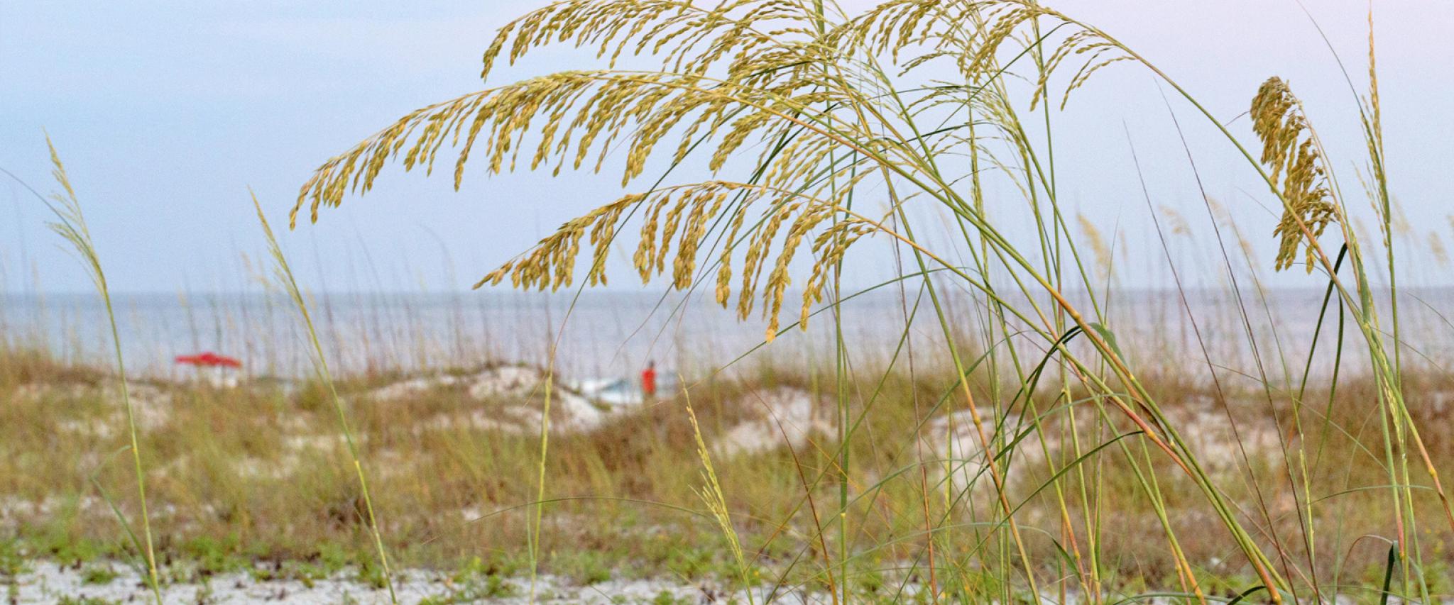 Sea Oats along Alabama's White Sand Beaches