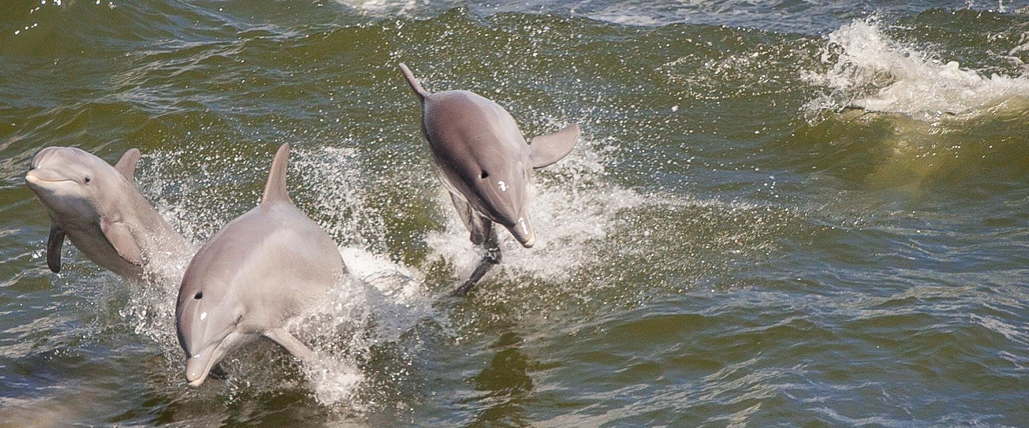 dolphin cruise gulf shores