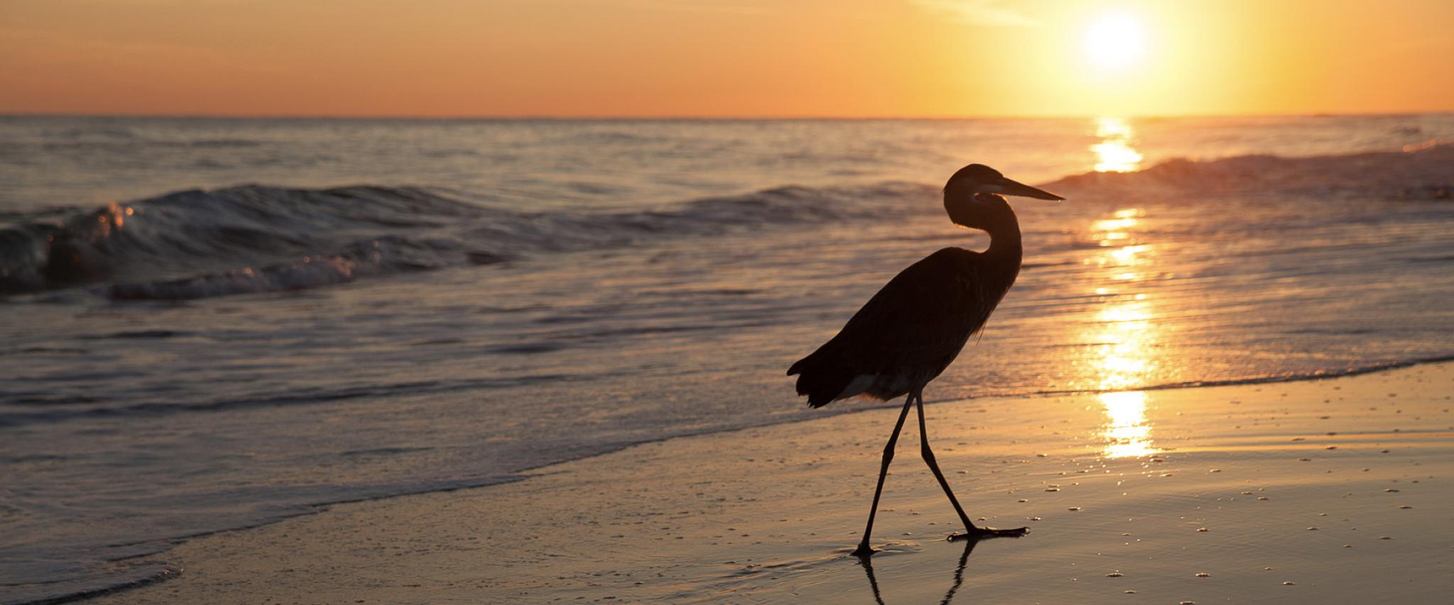 Heron on Alabama's Beaches