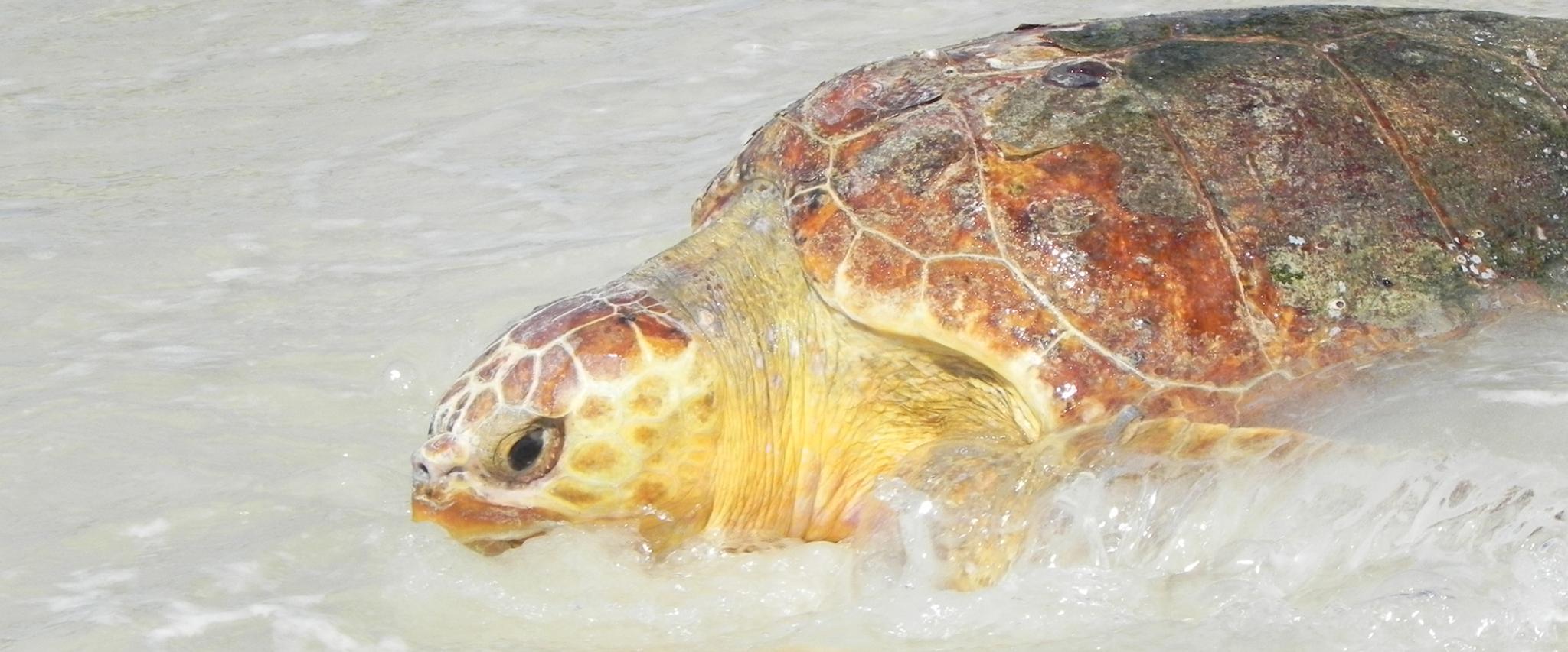 sea turtle gulf shores - hero