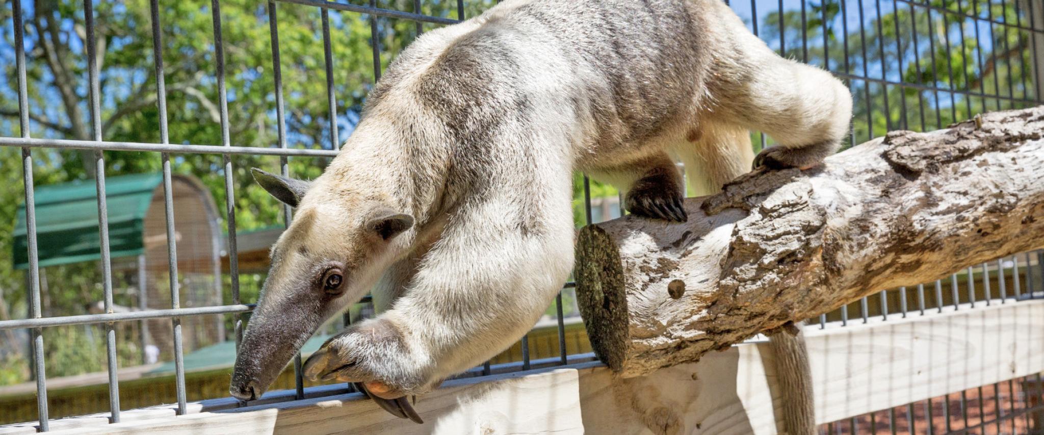 Animal Encounters at Alabama Gulf Coast Zoo