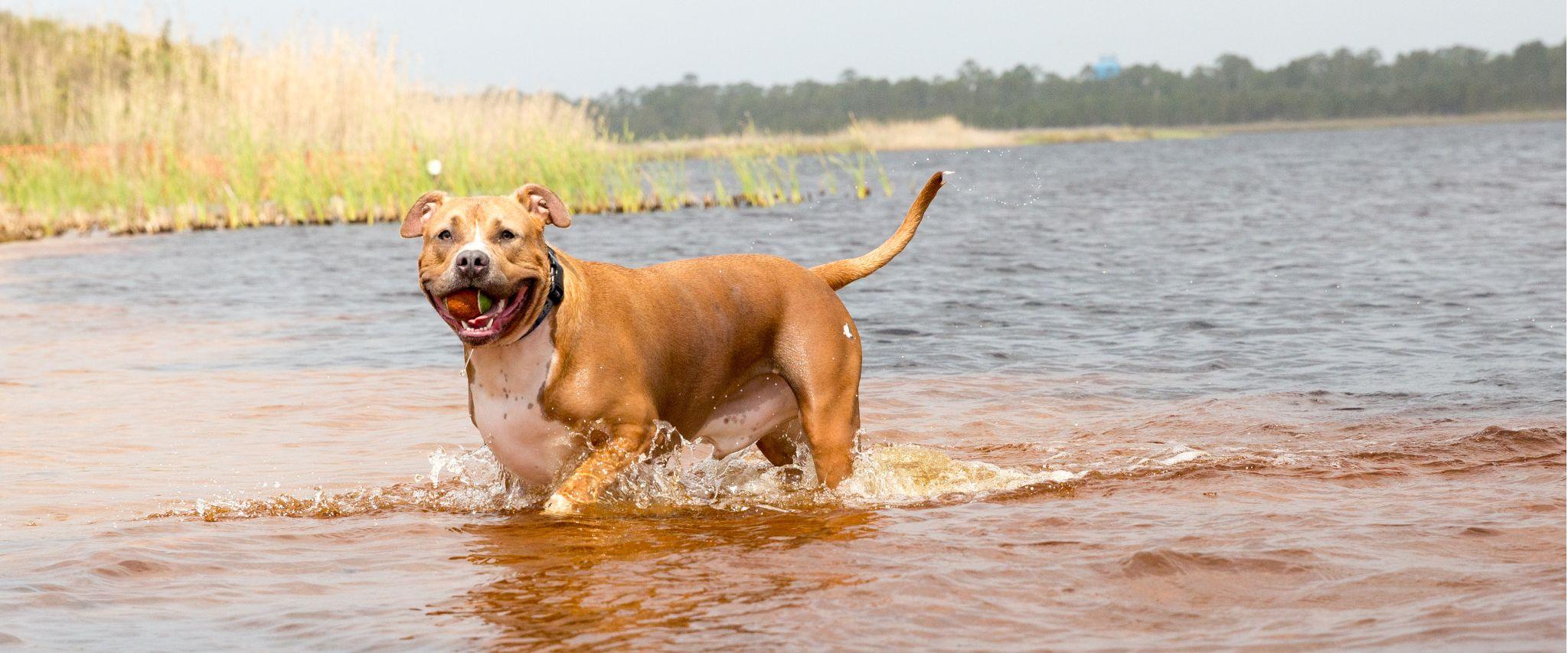 dog playing in Lake Shelby