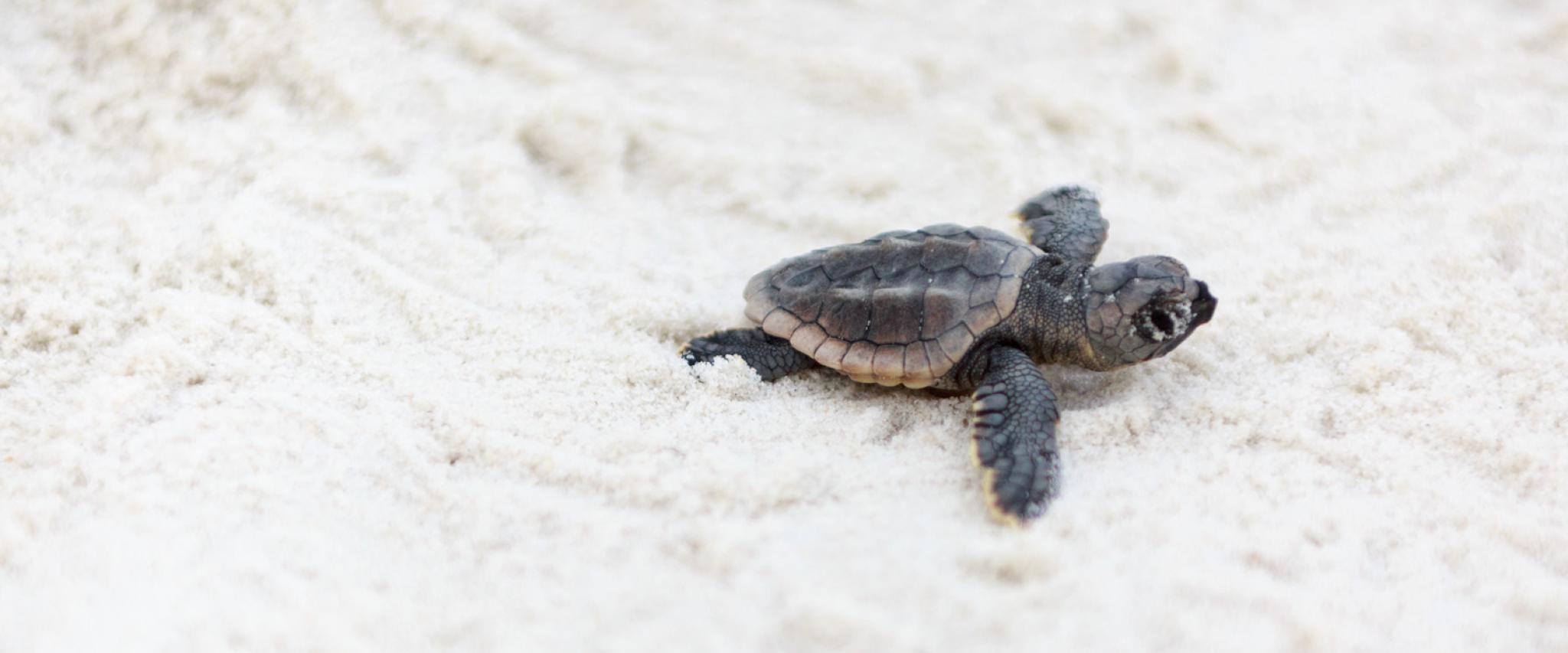 Baby Sea Turlte on Alabama's Beaches