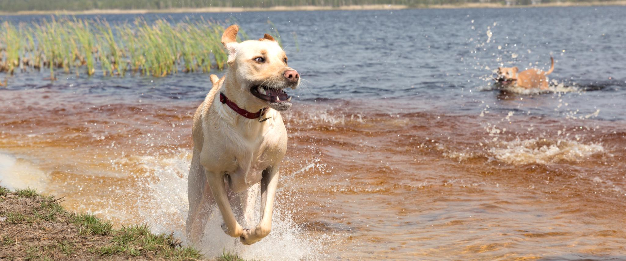Dog Park at Lake Shelby