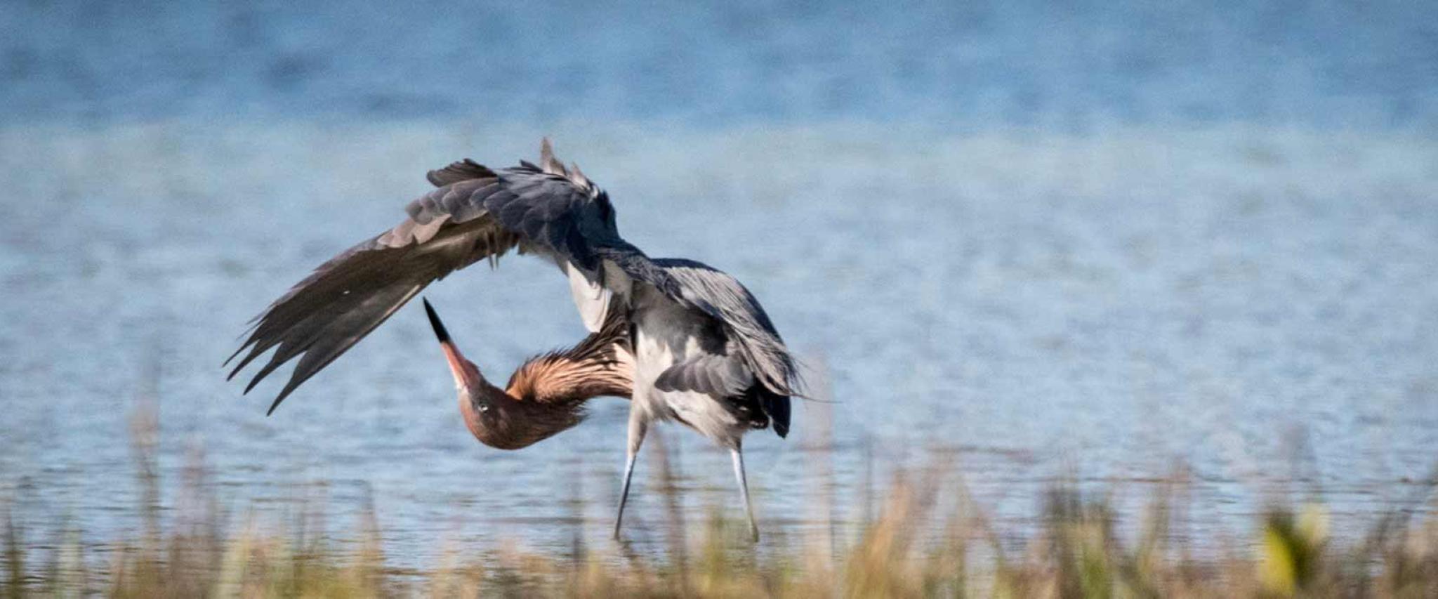 Reddish Egret