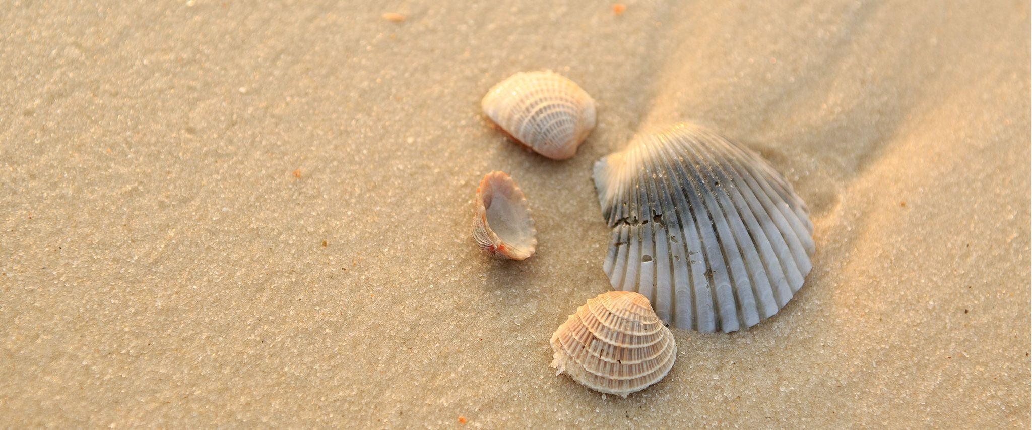 Shelling at sunrise on the Alabama Gulf Coast