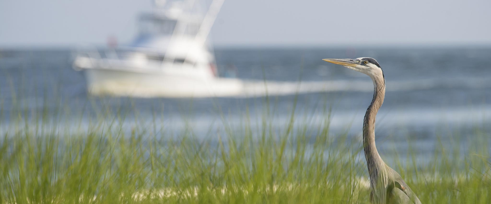 Bird off the coast of Orange Beach