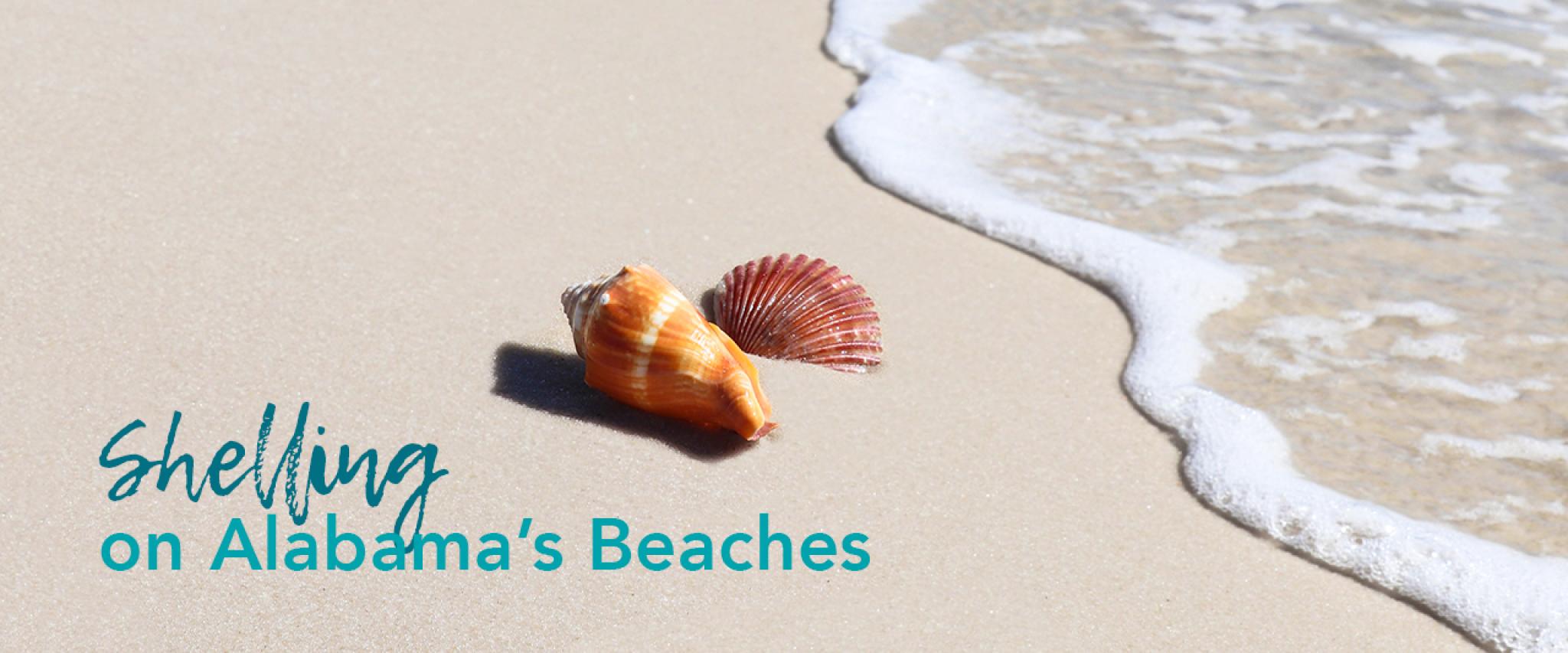 Shelling on Alabama’s Beaches