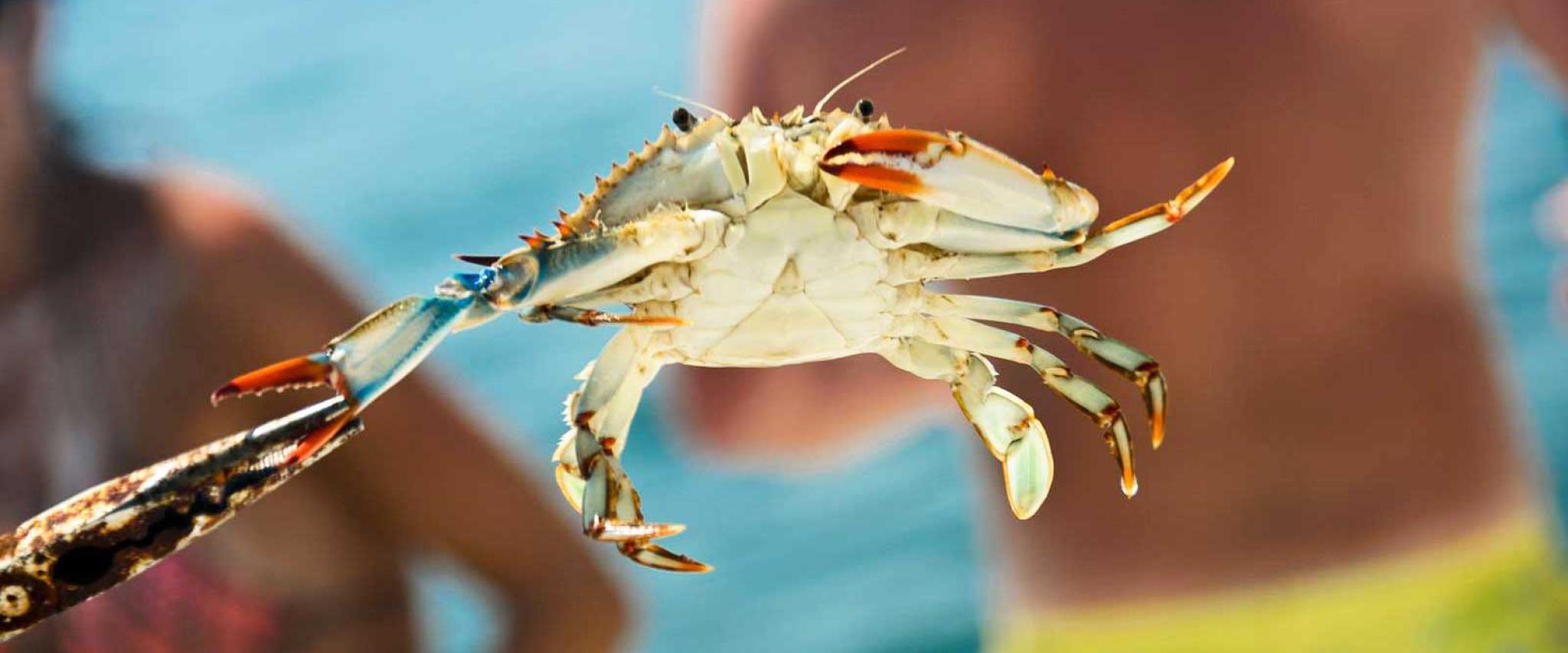 Crab on Alabama's Gulf Coast