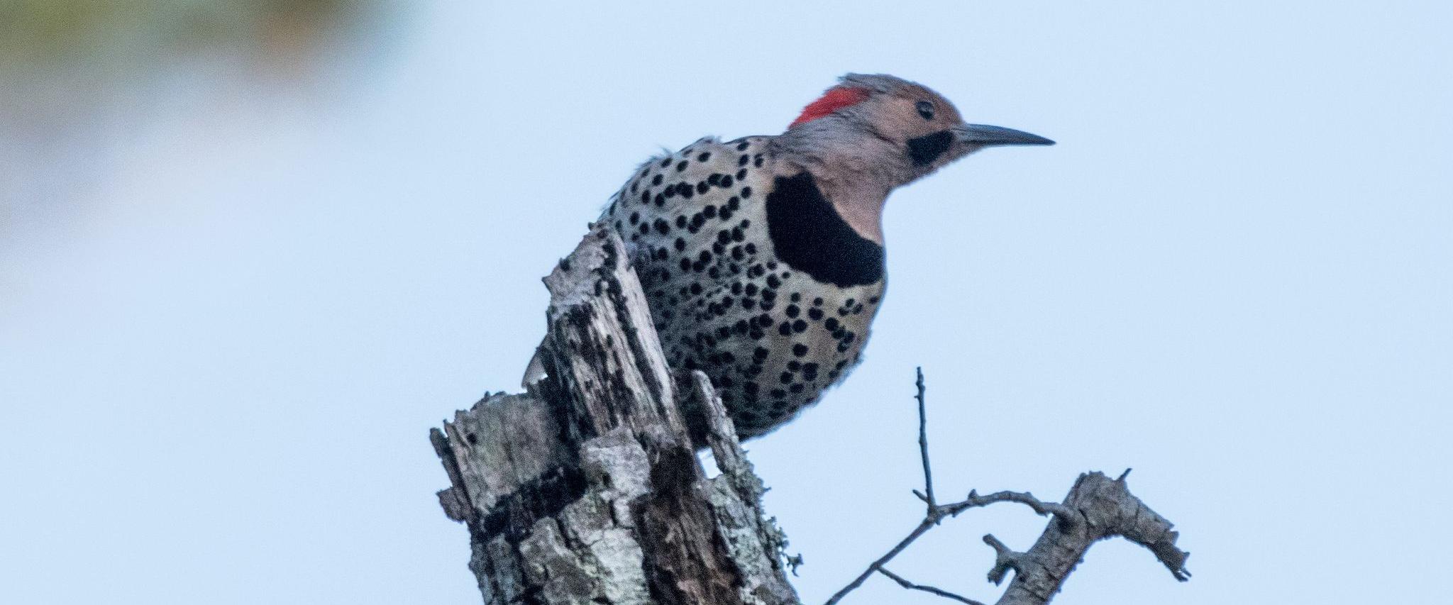 Birding in Gulf State Park
