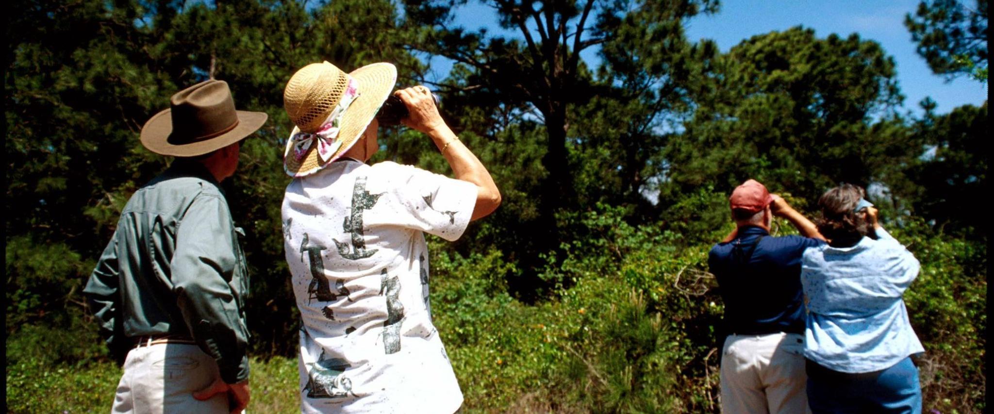 Bird Watching Gulf Shores