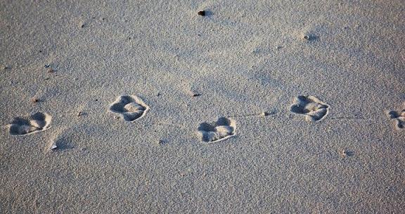 Dog paw print Fort Morgan