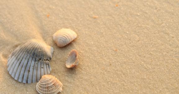 Orange Beach sea shells