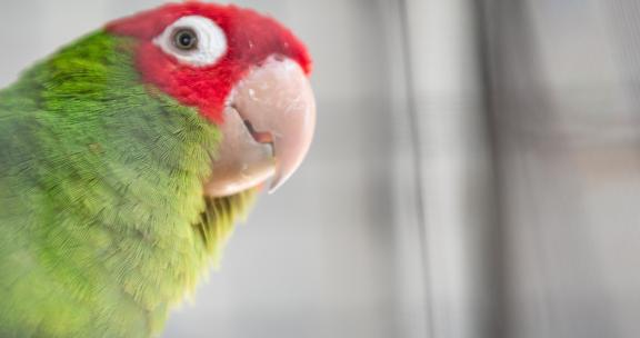 parrot at the zoo in Gulf Shores AL