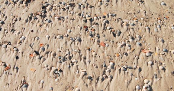 Orange Beach sea shells